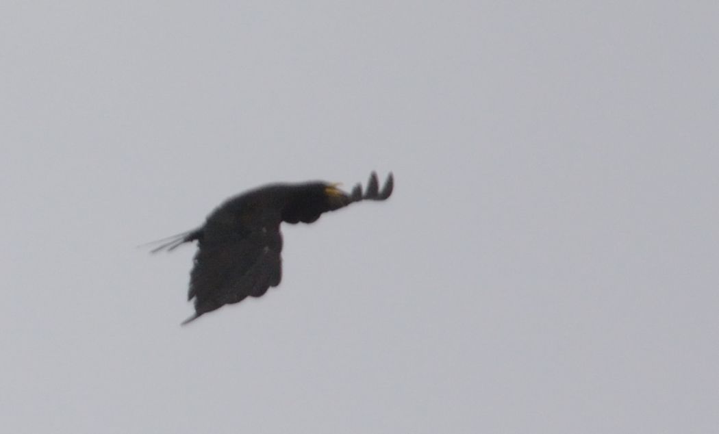 Sarıgagalı dağ kargası