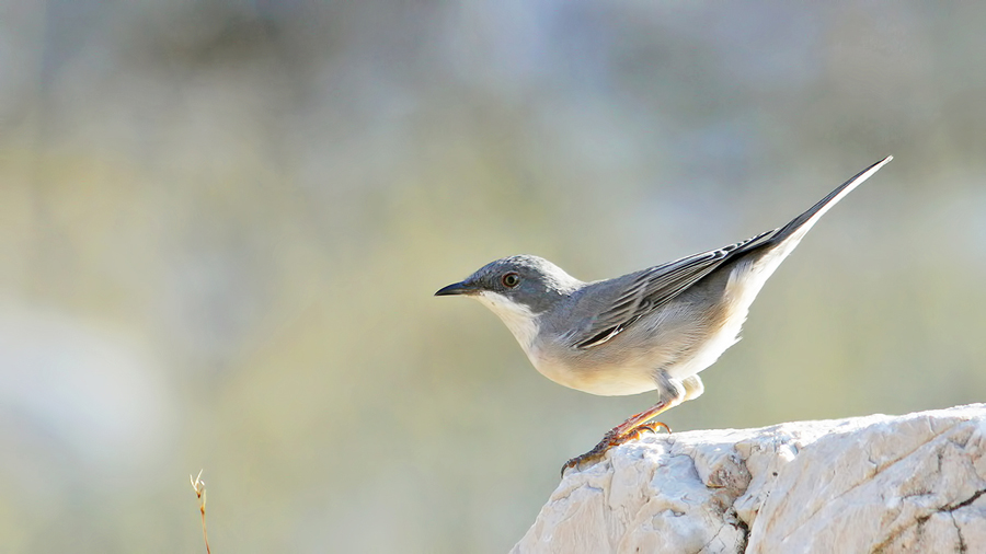 Karaboğazlı ötleğen