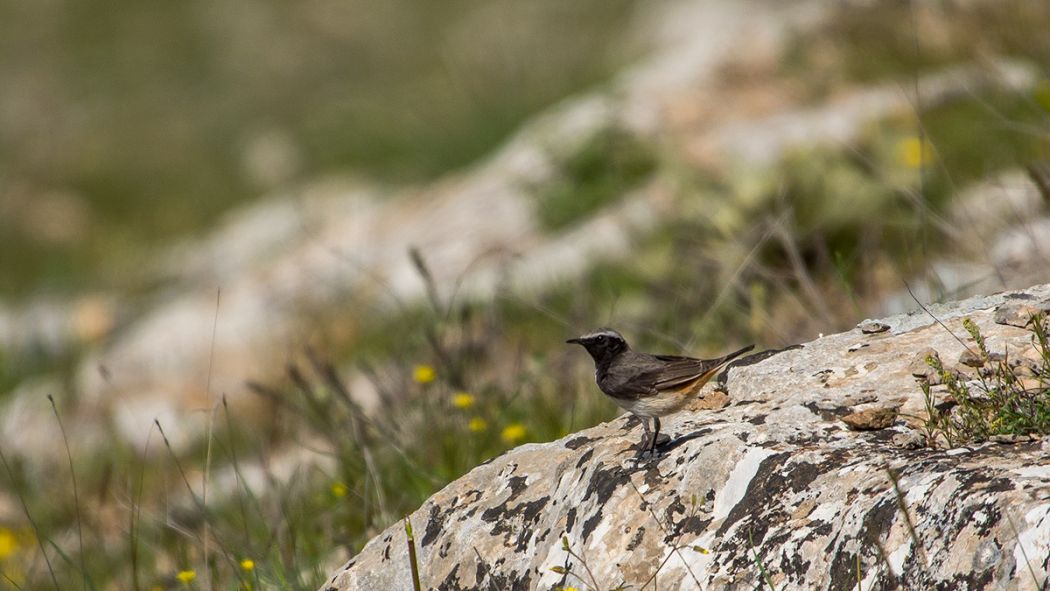 Kızılca kuyrukkakan