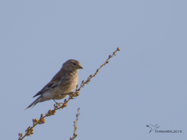 Sarıgagalı ketenkuşu
