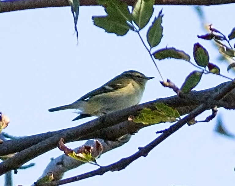 Sarıkaşlı çıvgın