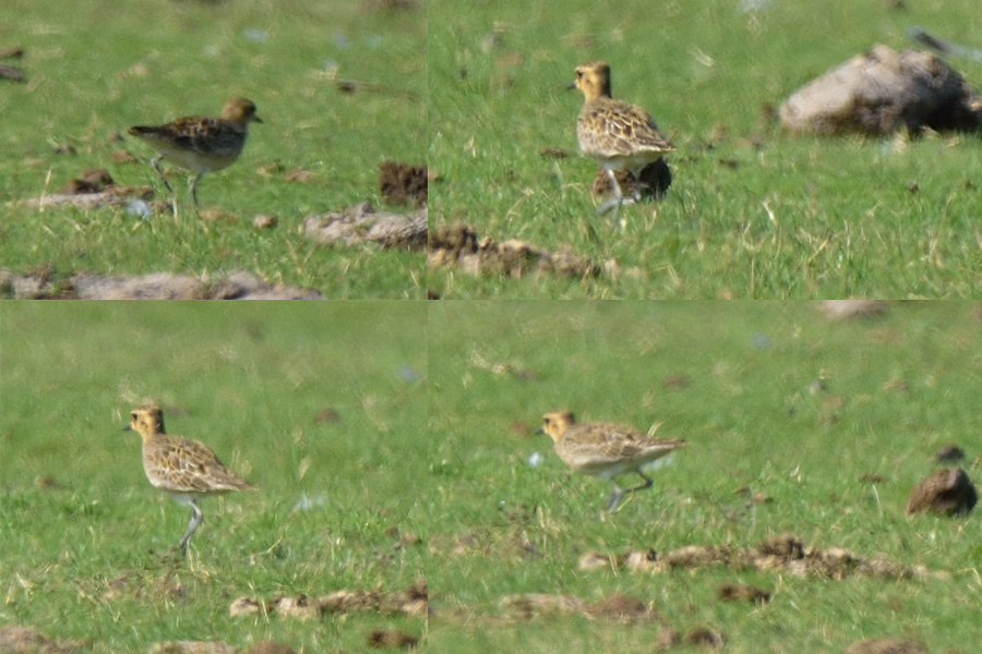 Küçük altın yağmurcun