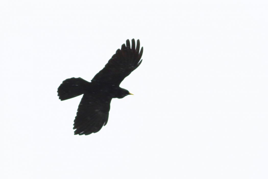 Sarıgagalı dağ kargası