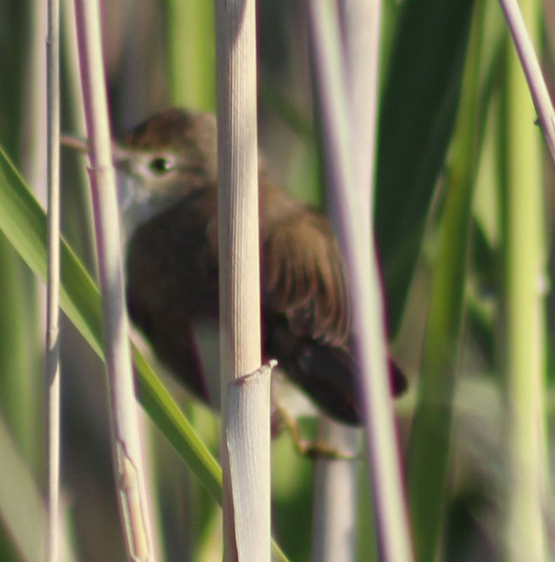 Büyük kamışçın