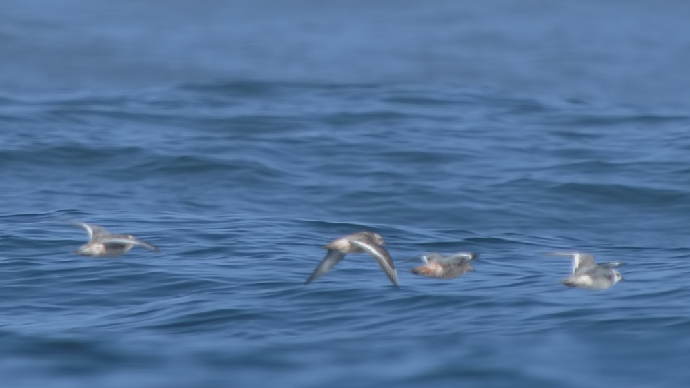 Kızıl denizdüdükçünü