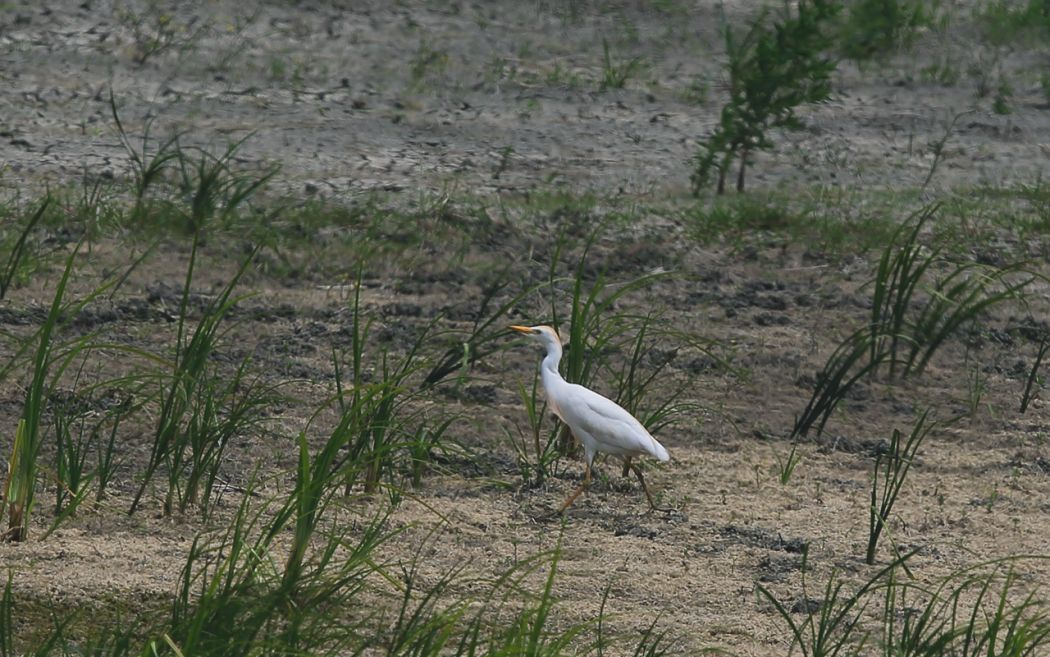 Sığır balıkçılı