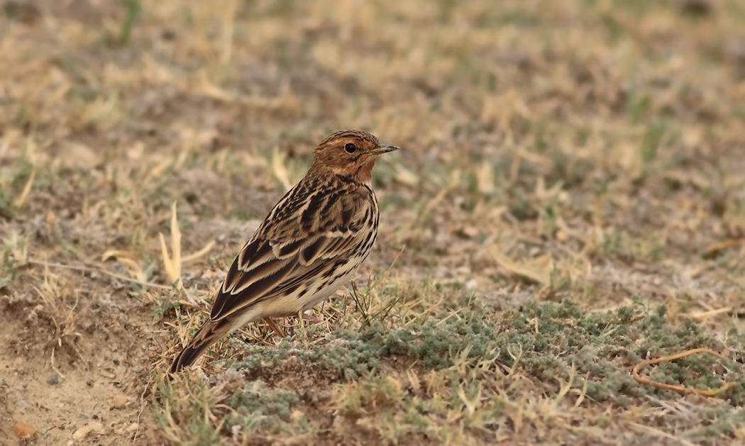 Kızılgerdanlı incirkuşu