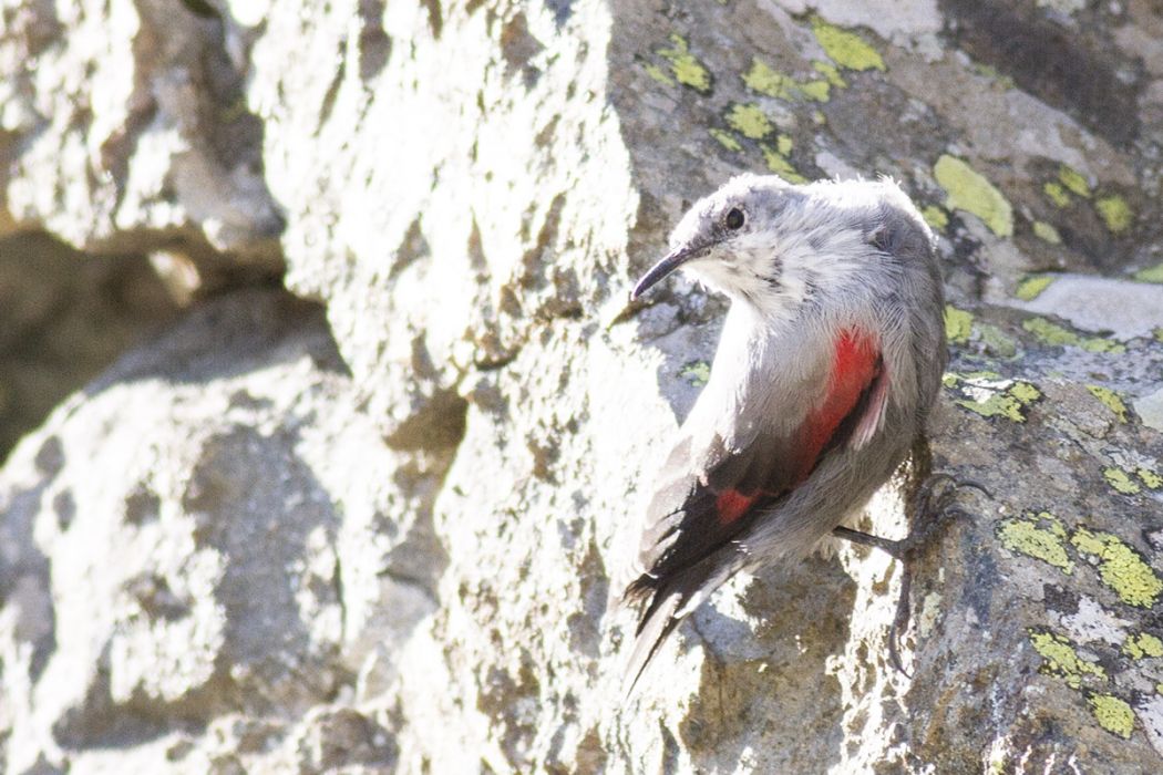 Duvar tırmaşıkkuşu