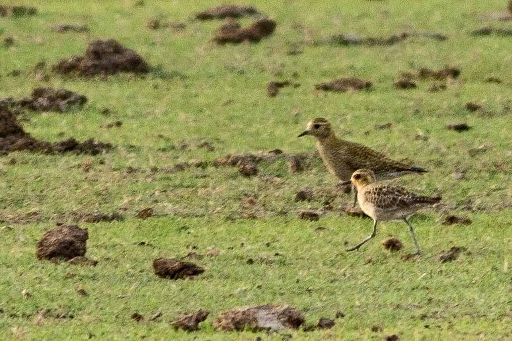 Küçük altın yağmurcun