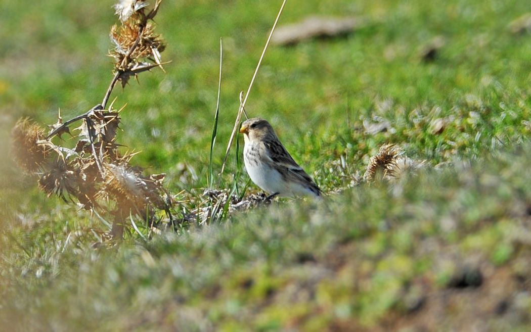 Sarıgagalı ketenkuşu