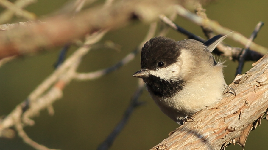 Akyanaklı baştankara