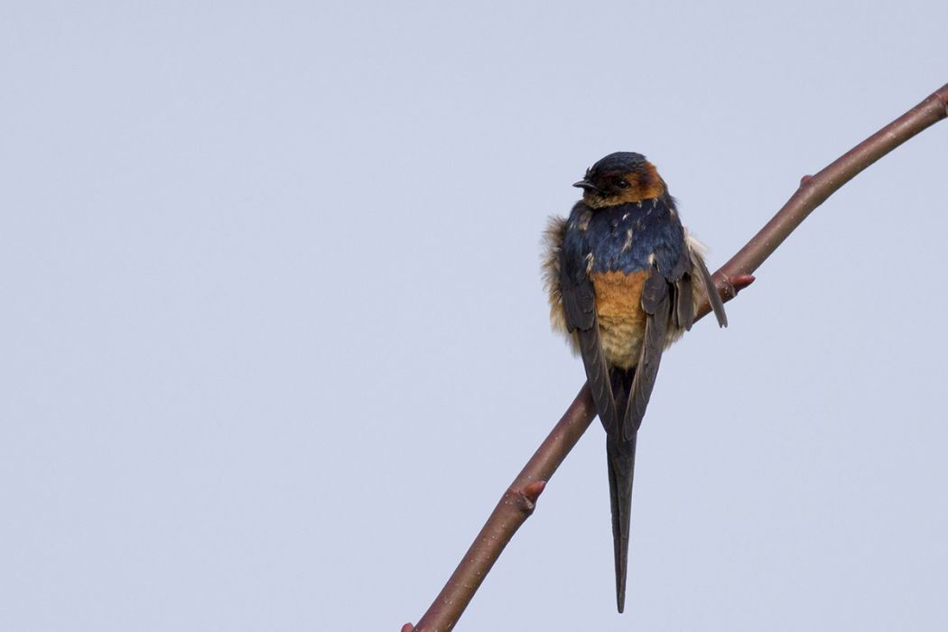 Kızıl kırlangıç