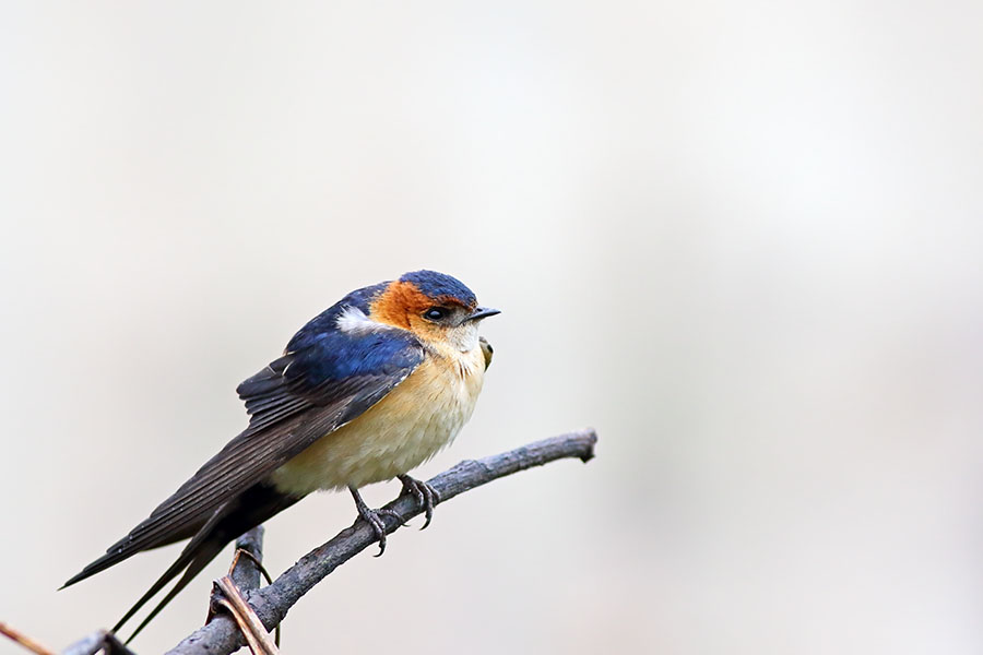 Kızıl kırlangıç