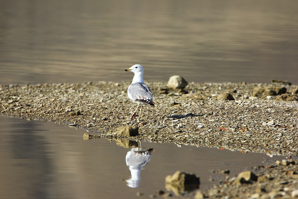 Van gölü martısı