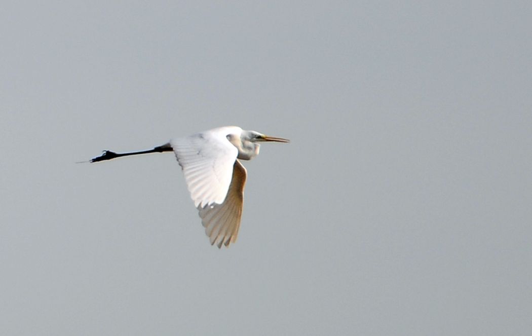 Büyük ak balıkçıl