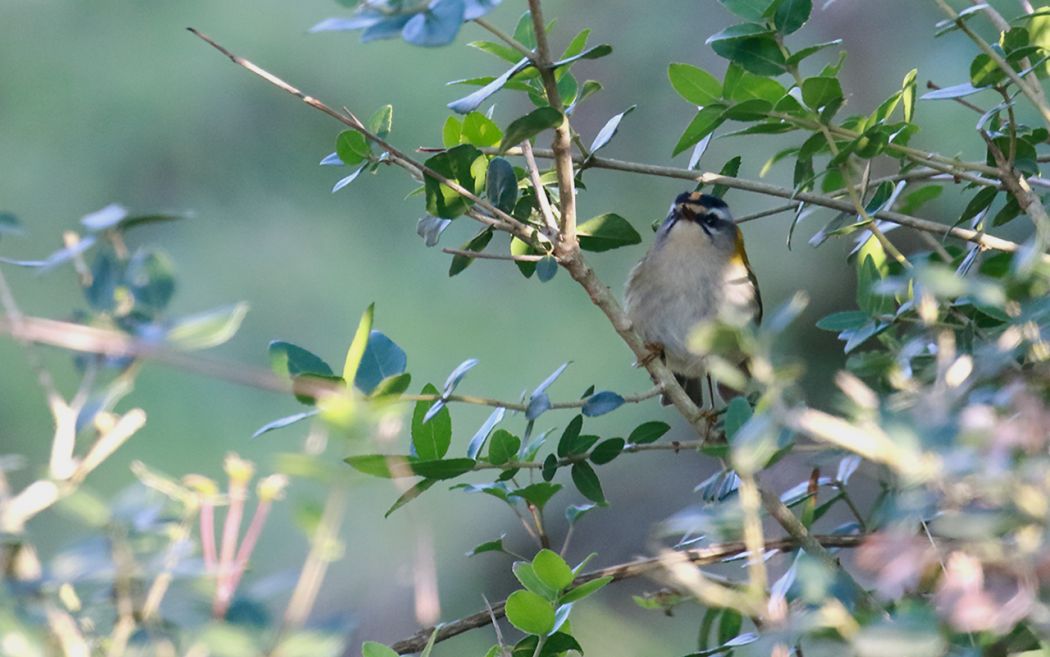 Sürmeli çalıkuşu