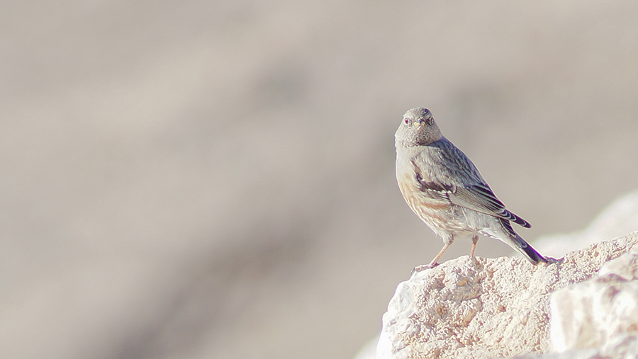 Büyük dağbülbülü