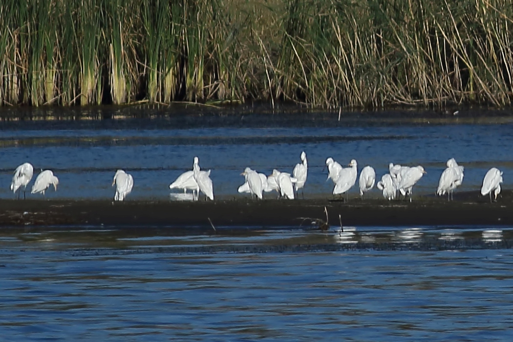 Sığır balıkçılı
