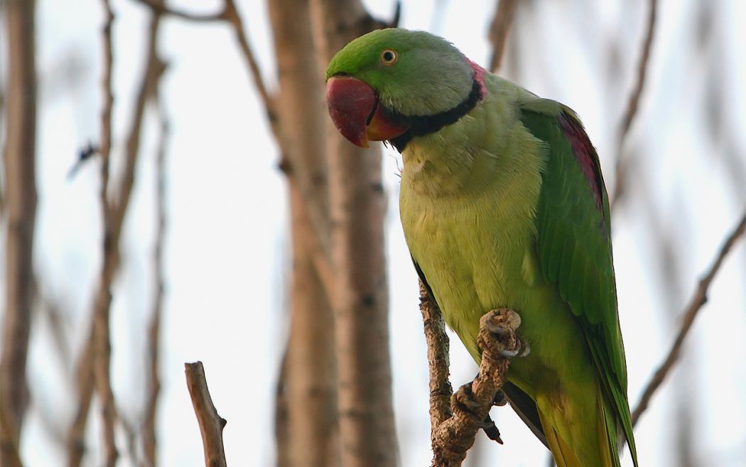 İskender papağanı