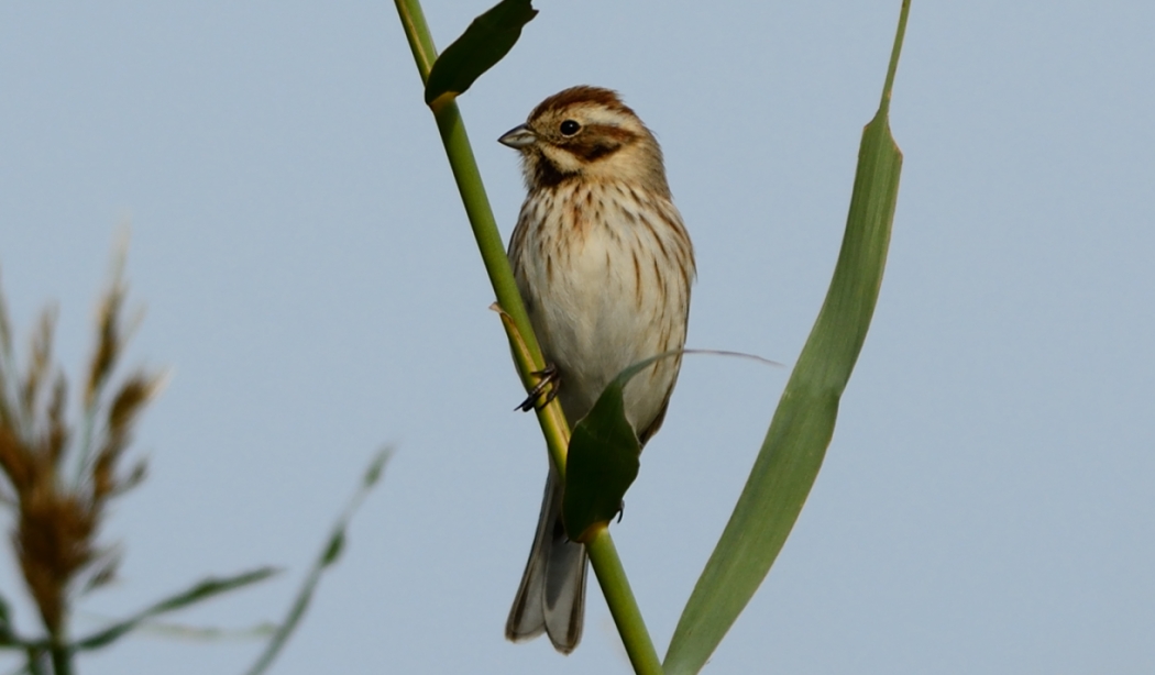 Bataklık Kirazkuşu