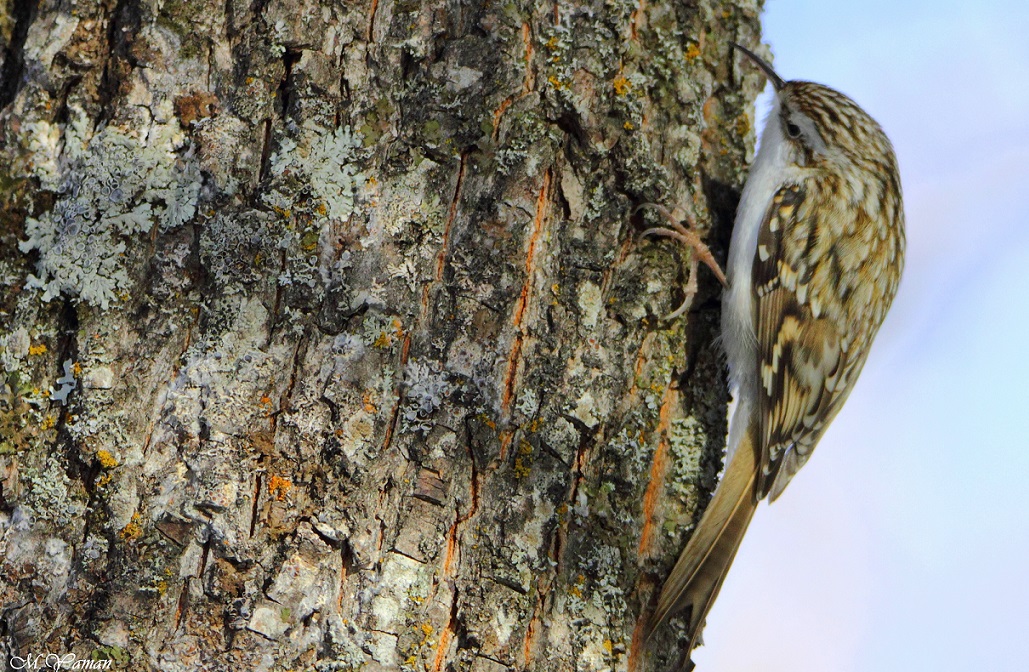 Bahçe tırmaşıkkuşu