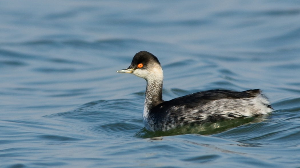 Karaboyunlu batağan
