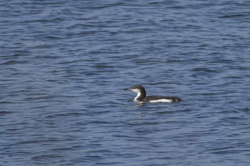 Karagerdanlı dalgıç