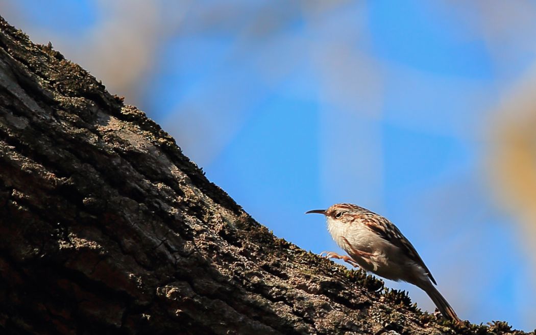 Bahçe tırmaşıkkuşu