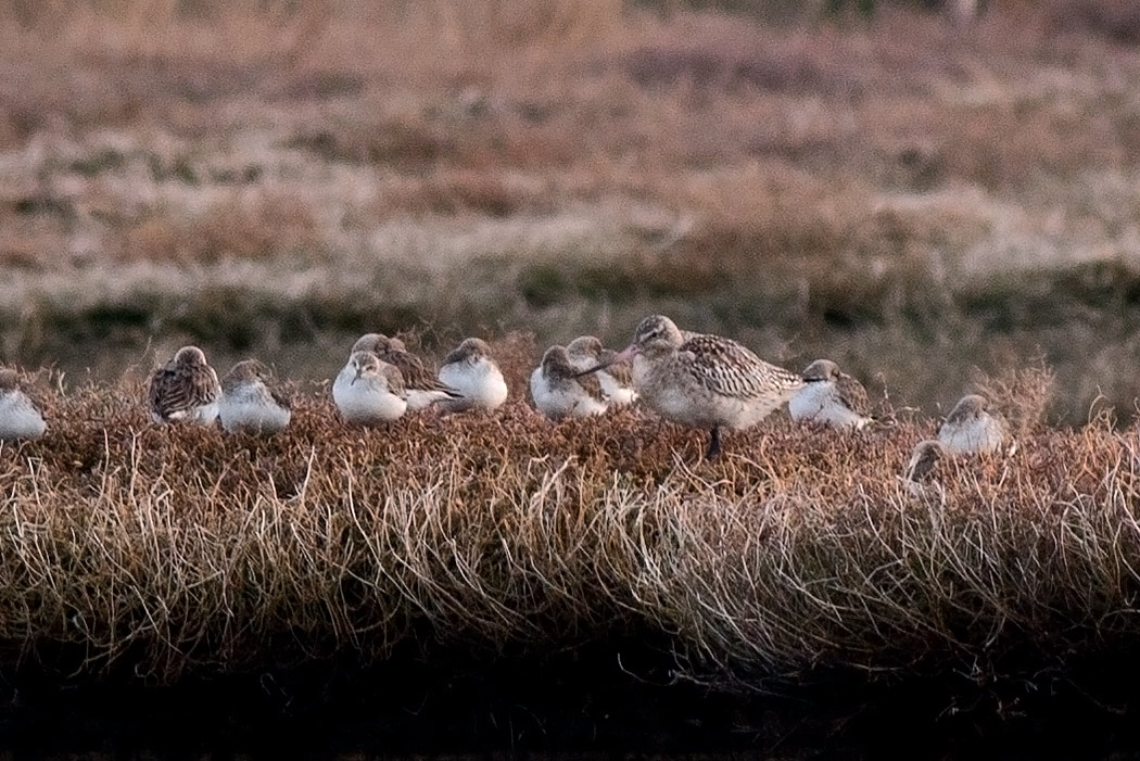 Kıyı çamurçulluğu