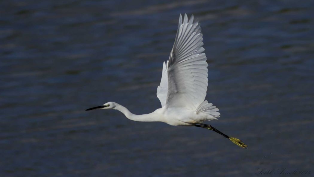 Küçük ak balıkçıl