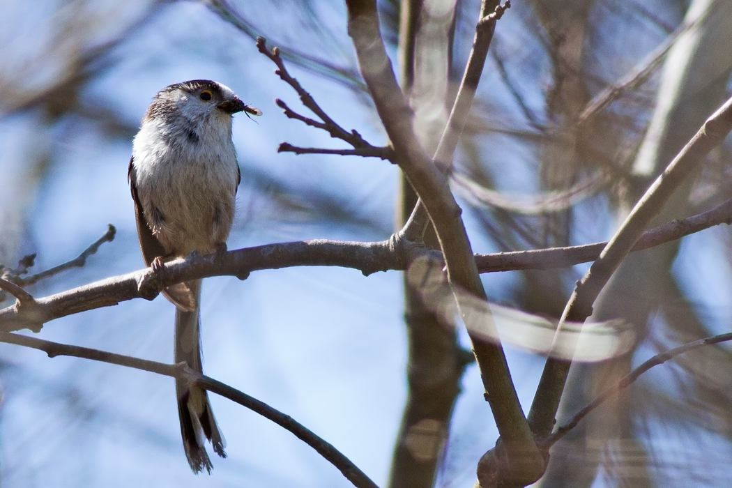 Uzunkuyruklu baştankara
