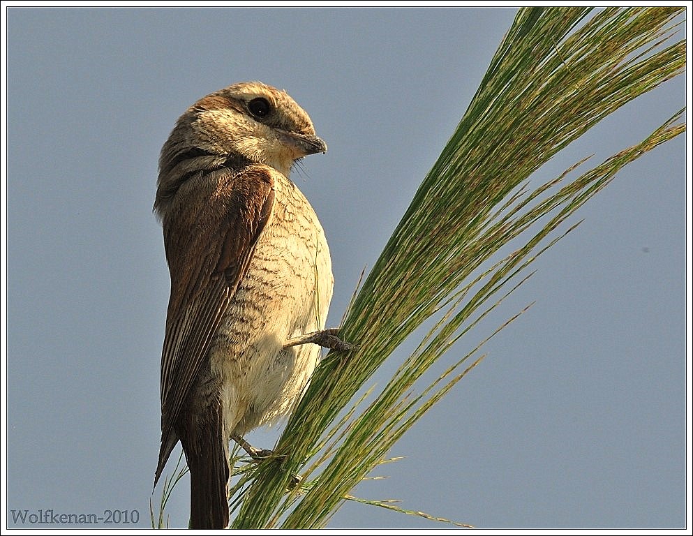 Kızılsırtlı örümcekkuşu
