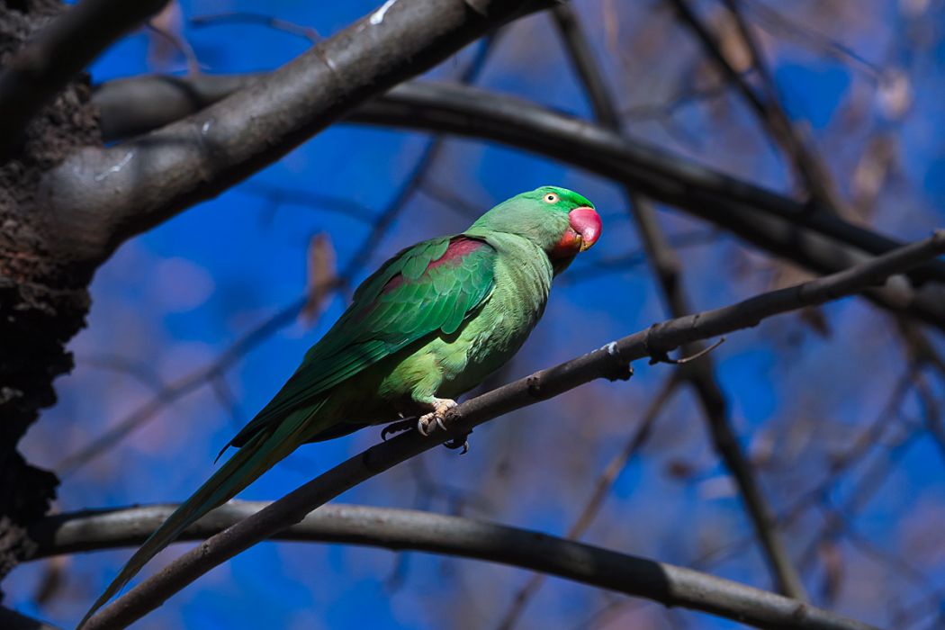 İskender papağanı