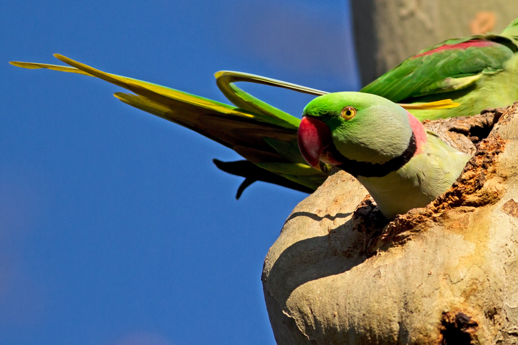 İskender papağanı