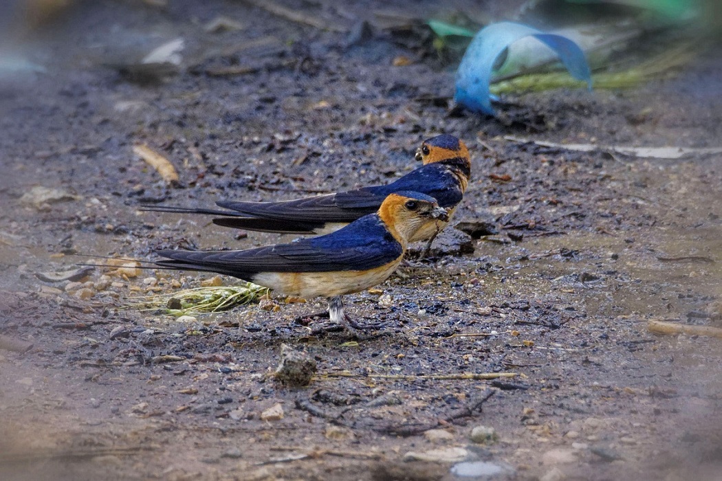 Kızıl kırlangıç