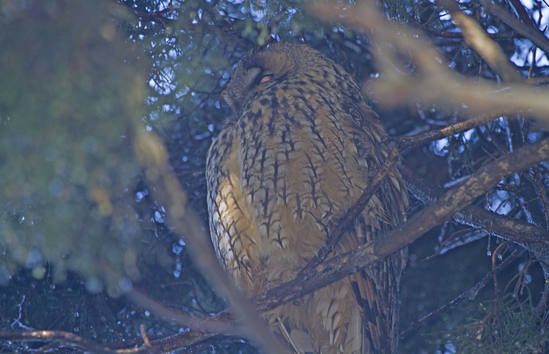 Kulaklı orman baykuşu