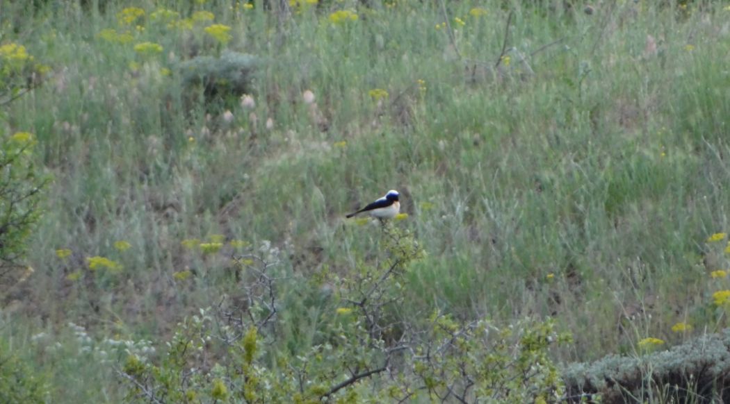 Karakulaklı kuyrukkakan