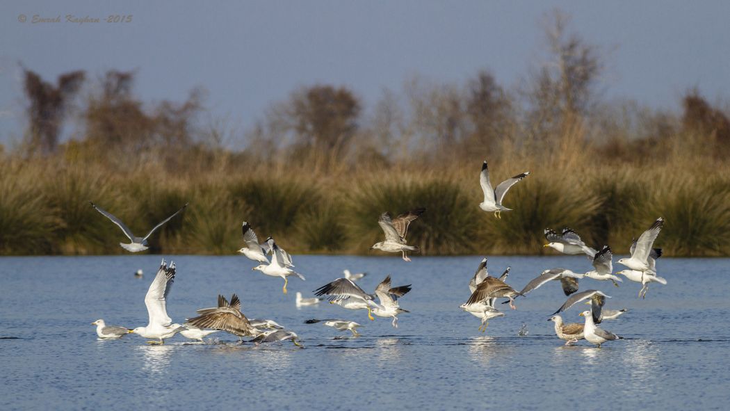 Küçük gümüş martı