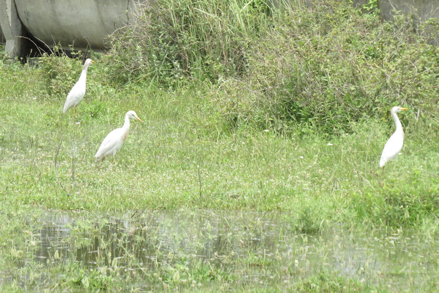 Sığır balıkçılı