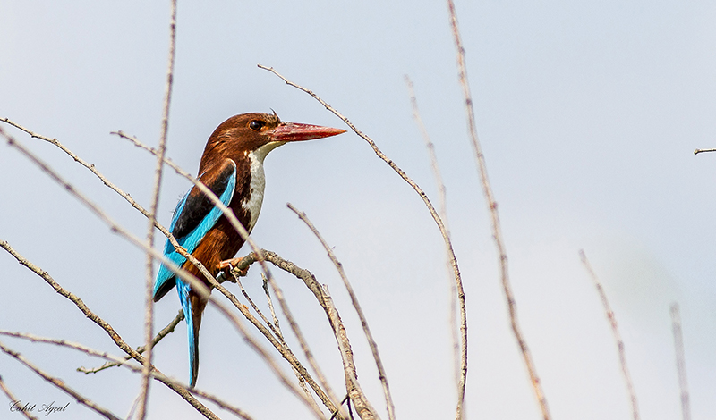 İzmir yalıçapkını