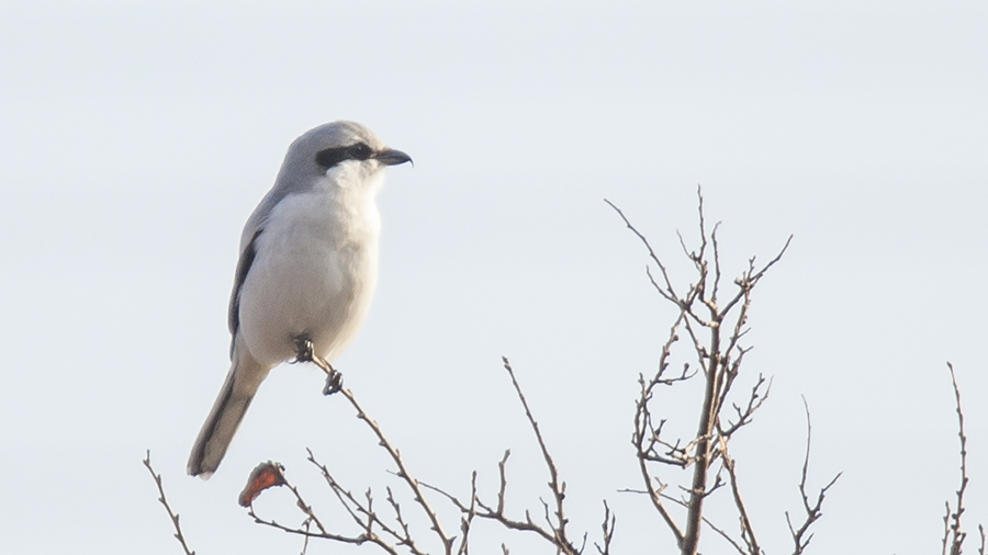 Büyük örümcekkuşu