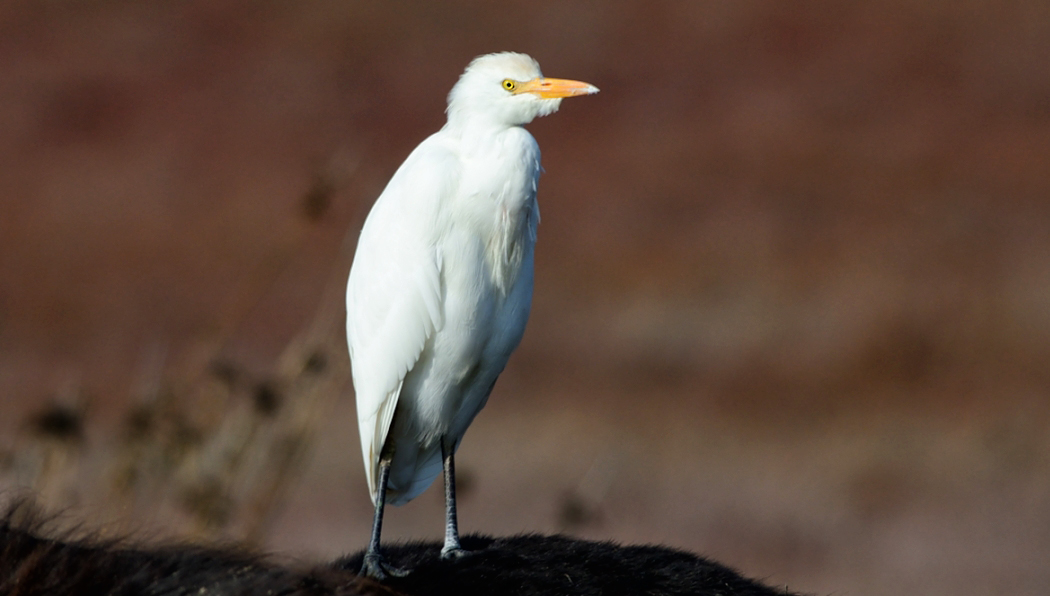 Sığır balıkçılı