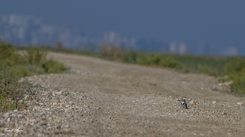 Alaca yalıçapkını