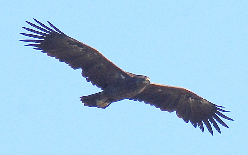 Büyük orman kartalı