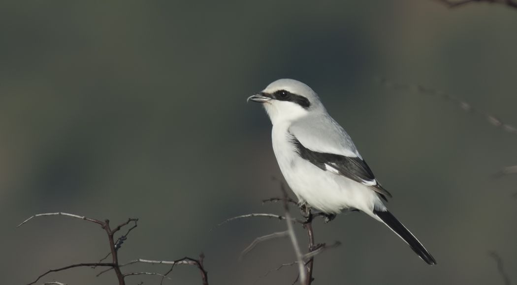 Büyük örümcekkuşu