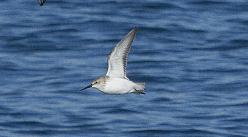 Karakarınlı kumkuşu