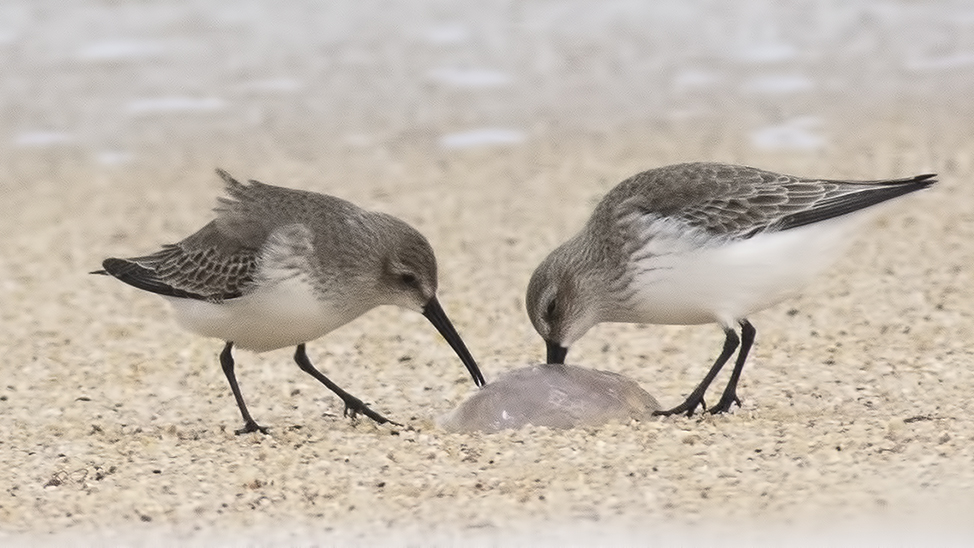 Karakarınlı kumkuşu