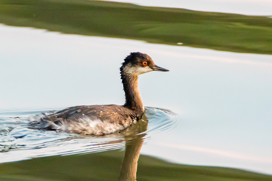 Karaboyunlu batağan