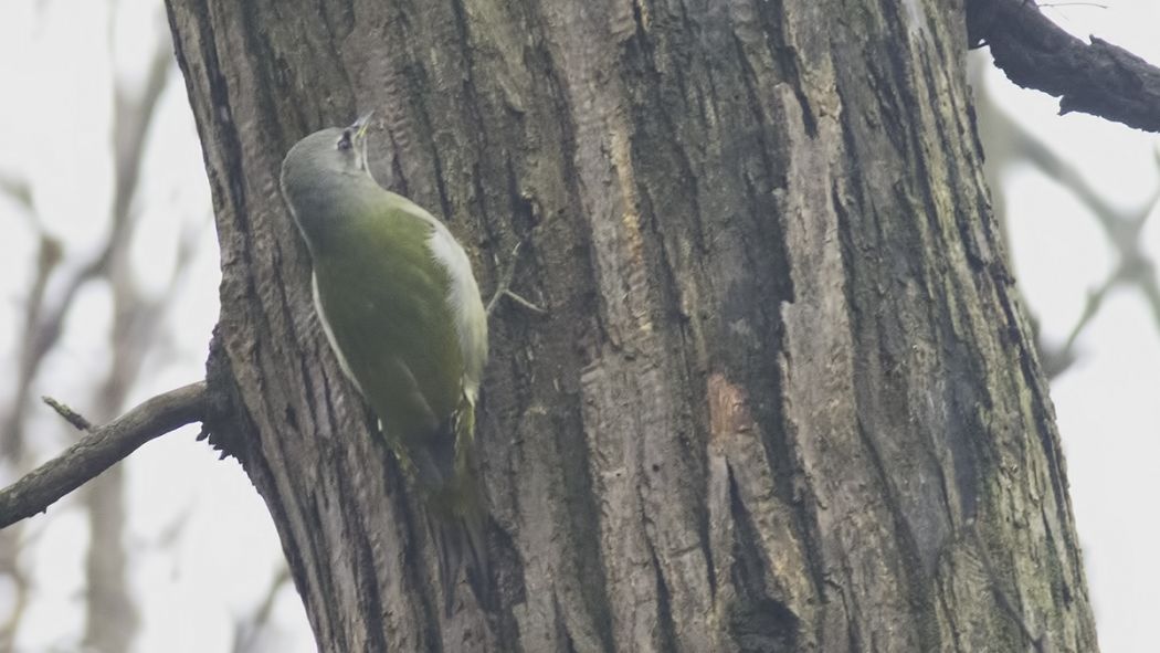 Küçük yeşil ağaçkakan