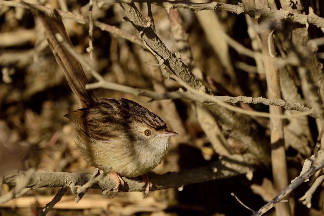 Dikkuyruklu ötleğen
